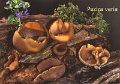 Peziza varia-amf2110